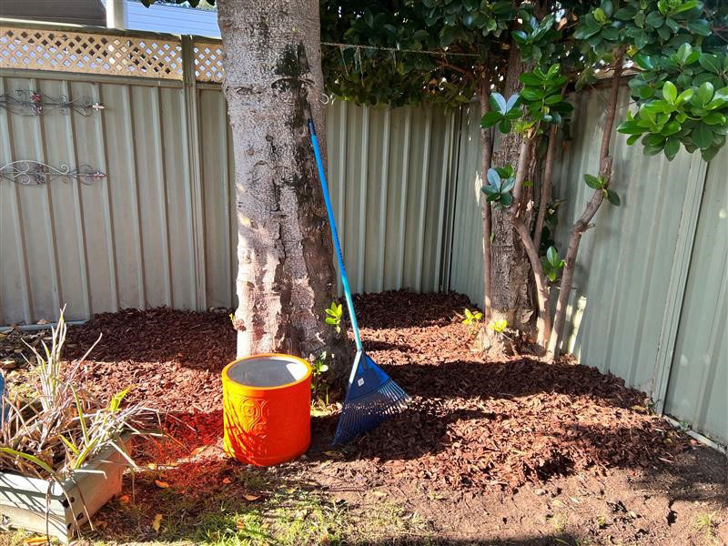 A rake leaning against a large tree trunk a bright orange planter is beside it on the freshly raked ground