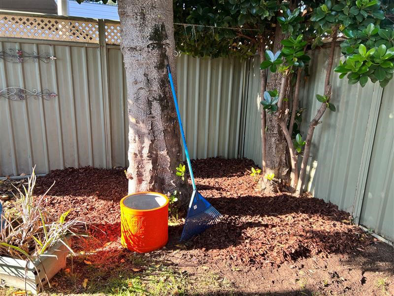 A rake leaning against a large tree trunk a bright orange planter is beside it on the freshly raked ground